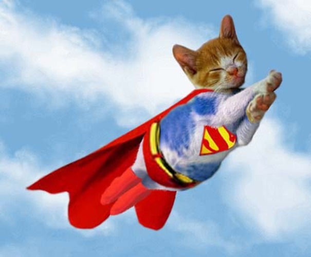 Superhero Dogs And Cats Superhero Dogs And Cats